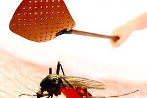 Insektenschutz Fliegengitter **.